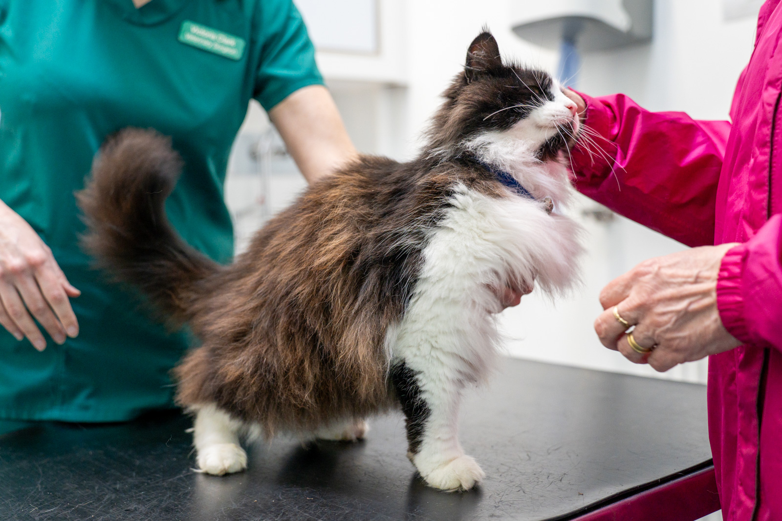 Heywood Veterinary Centre (Web) 097
